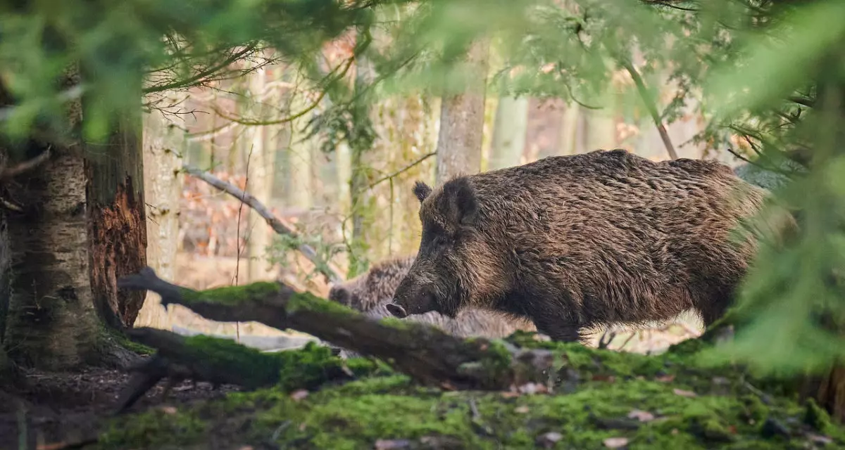 Wildschwein im Wald. Foto: pixabay | Paul Henri Degrande