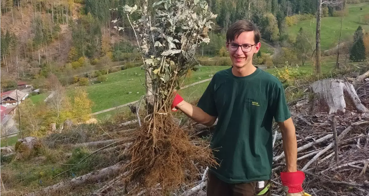 Auf den von BorkenkÃ¤fern verwÃ¼steten ehemaligen WaldstÃ¼cken im Zastlertal nahe Oberried pflanzt Erik neue BÃ¤ume.