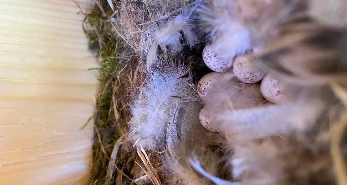 Viktoria und Lukas: â€žWir erhalten Einblicke in viele Natur- und ArtenschutzmaÃŸnahmen, zum Beispiel bei der regelmÃ¤ÃŸigen Kontrolle von NistkÃ¤sten im Stadtgebiet.â€œ