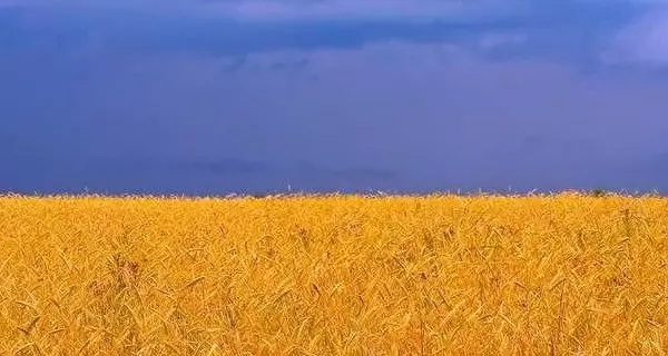 Getreidefeld in der Ukraine | Foto: Anton Jankowoj