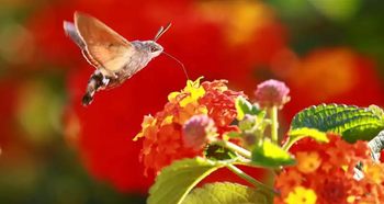 Das TaubenschwÃ¤nzchen ist nahezu Ã¼berall im offenen GelÃ¤nde zu beobachten. Einzige Voraussetzungen: nektarreiche Futterpflanzen und schÃ¶nes Wetter mit viel Sonne und wenig Wind  (Christoph BÃ¶hme)