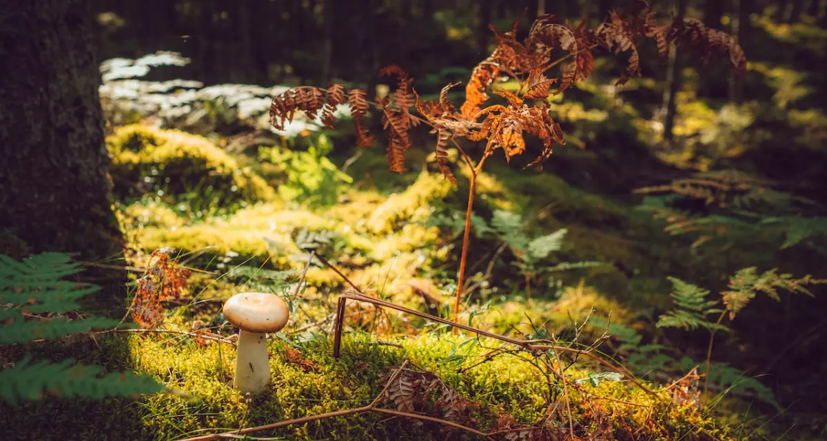 Pilz auf dem Waldboden. Foto: Pexels | Sebastian VÃ¶lkel