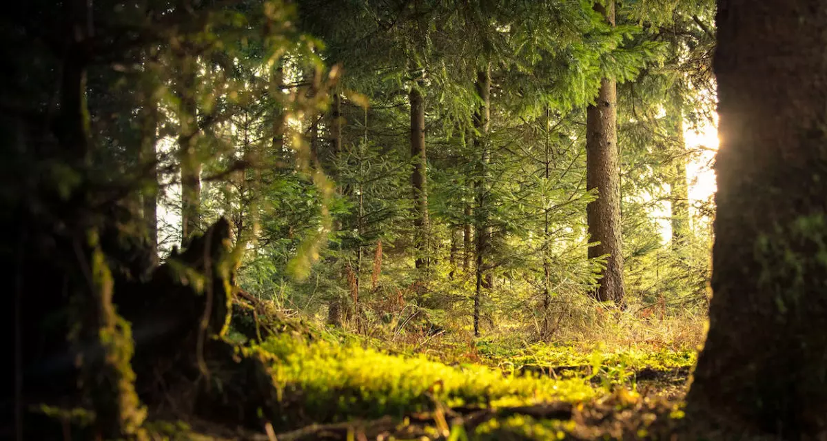 Sonnenlicht fÃ¤llt durch die BÃ¤ume. Foto: Pexels | Myriam Zilles