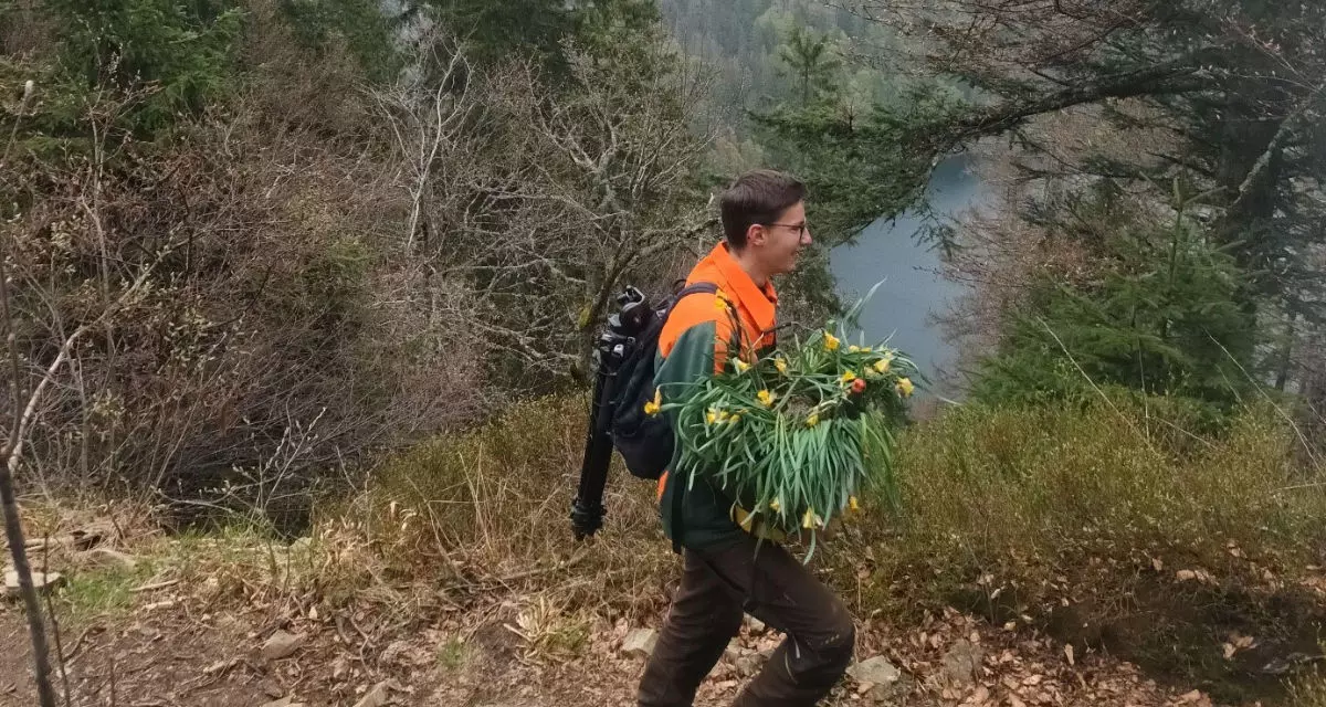 Im Bannwald Ã¼ber dem Feldsee entfernen die FÃ–Jler:innen invasive Arten aus geschÃ¼tzten Biotopen und betreiben Wildtiermonitoring.