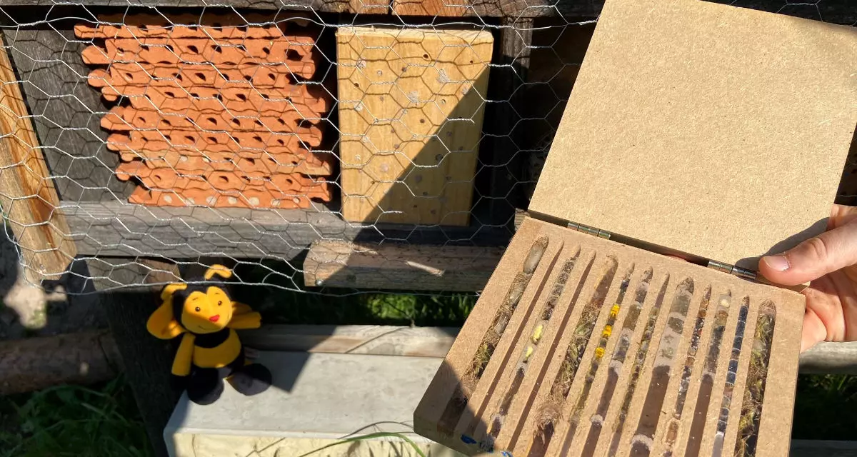 Viktoria und Lukas: â€žWichtigster Bestandteil unserer Einsatzstelle ist die NaturpÃ¤dagogik. Wie wichtig auch kleinere Akteure wie Bienen sind, zeigen wir den Kindern zum Beispiel bei unseren naturpÃ¤dagogischen Angeboten am Insektenhotel.â€œ