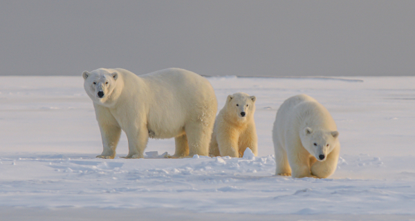 Wegen der globalen ErderwÃ¤rmung wird auch der Lebensraum von EisbÃ¤ren immer knapper. Foto: unsplash | Hans-JÃ¼rgen Mager