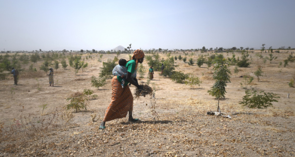 Gemeinsam mit Partnern führt die UNHCR ein Wiederaufforstungsprojekt mit nigerianischen Flüchtlingen in Kamerun durch. Foto: © UNHCR/Xavier Bourgois Gemeinsam mit Partnern führt die UNHCR ein Wiederaufforstungsprojekt mit nigerianischen Flüchtlingen in Kamerun durch. Foto: © UNHCR/Xavier Bourgois