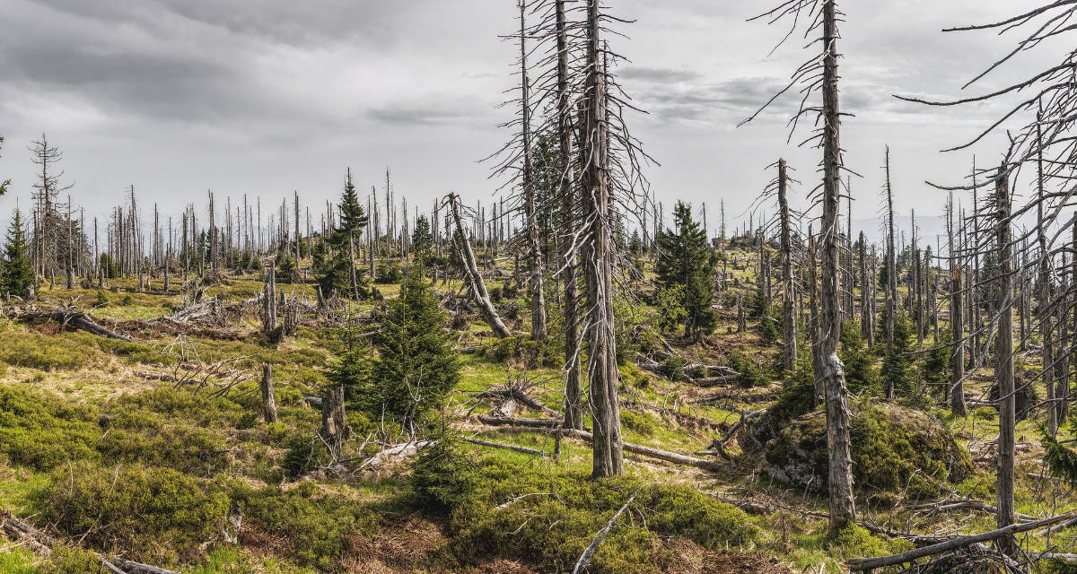 Waldsterben. Foto: pixabay | Felix Mittermeier Waldsterben. Foto: pixabay | Felix Mittermeier