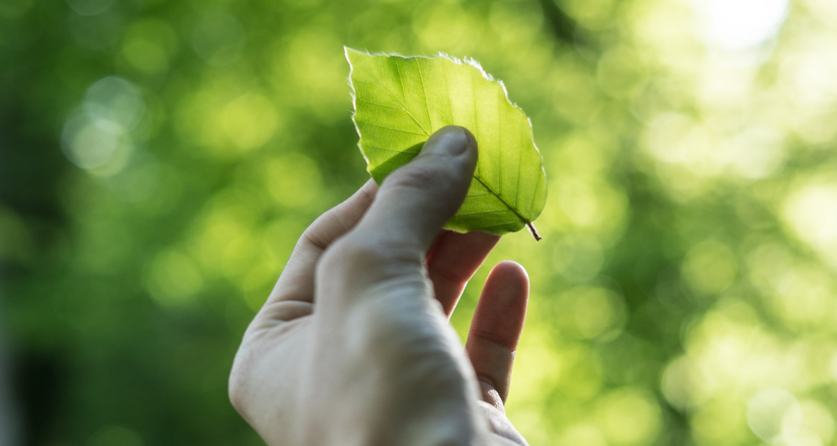 Jede:r kann etwas fÃ¼r die Umwelt tun. Foto: unsplash | Tobias Weinhold