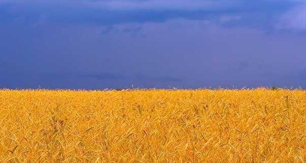 Ð—ÐµÑ€Ð½Ð¾Ð²Ð¾Ðµ Ð¿Ð¾Ð»Ðµ Ð² Ð£ÐºÑ€Ð°Ð¸Ð½Ðµ